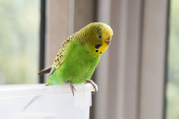鸚鵡