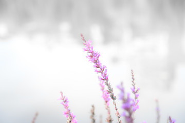 迎春花