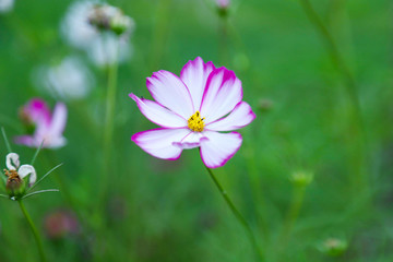 波斯菊