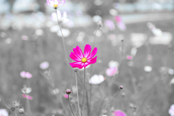 波斯菊