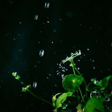 水之舞