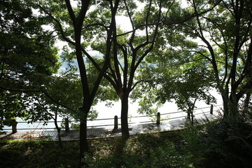 樹林小路