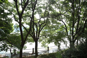 樹(shù)林小路