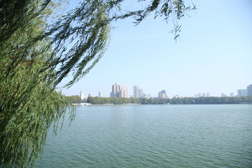 湖邊垂柳