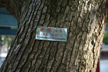 香樟樹