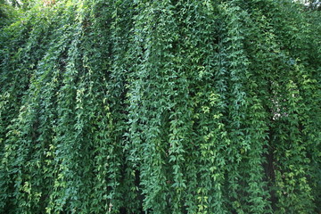 綠色植物背景墻