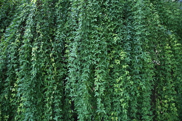 綠色植物背景墻
