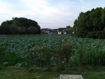 陽(yáng)澄湖荷花池
