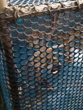 大閘蟹