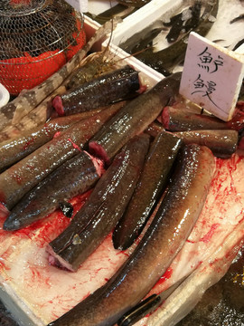 鱸鰻