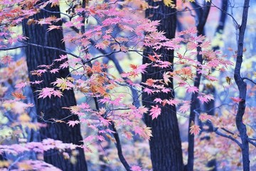 秋