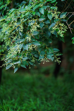 綠植