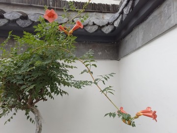 園林一角