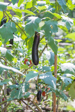 茄子種植