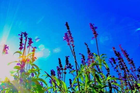 薰衣草