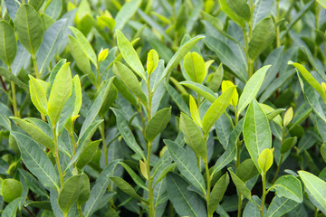 茶園素材