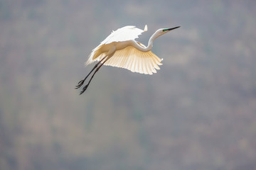 白鷺蒼鷺?biāo)蒿w鳥(niǎo)162