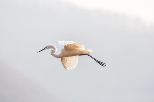 白鷺蒼鷺?biāo)蒿w鳥(niǎo)202