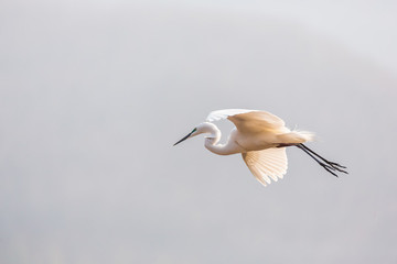 白鷺蒼鷺?biāo)蒿w鳥(niǎo)204