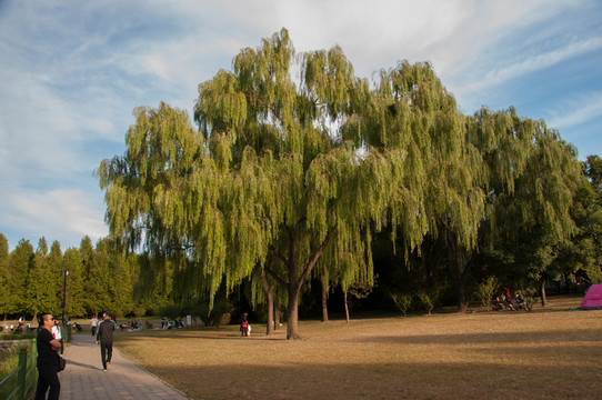 朝陽公園