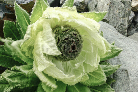 雪蓮花