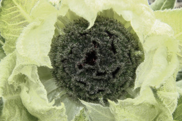 雪蓮花花蕊