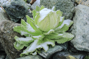 雪蓮花