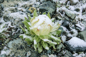 天山雪蓮