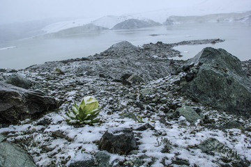 雪蓮生境