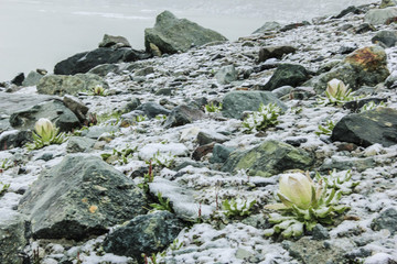 雪山雪蓮花