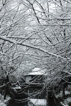 杭州雪景
