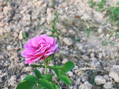 粉色月季花