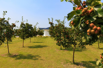 山楂果園中的山楂樹