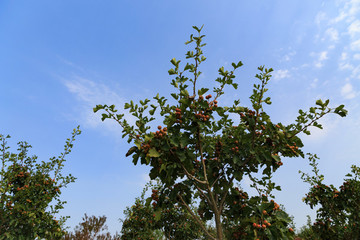 山楂果園中的山楂樹(shù)
