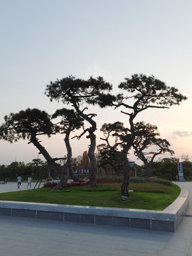 杉灣晚景