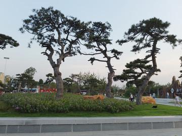 松樹