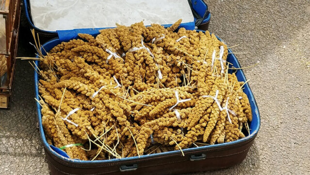 谷子