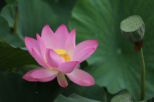 荷花