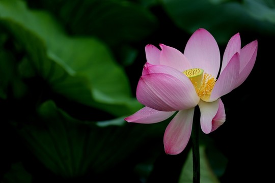荷花