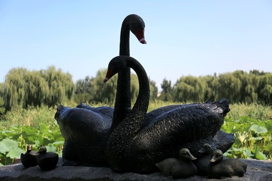 黑天鵝