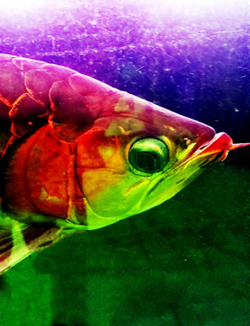 金龍魚