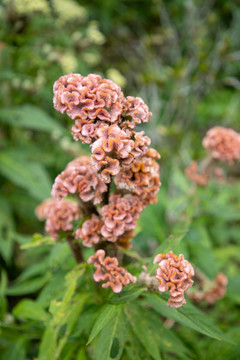 雞冠花