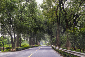 道路古樹