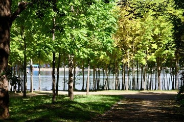 樹林湖水