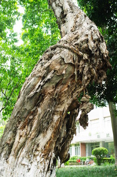中山大學(xué)