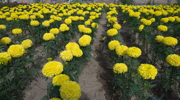 萬壽菊