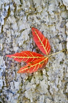 紅葉