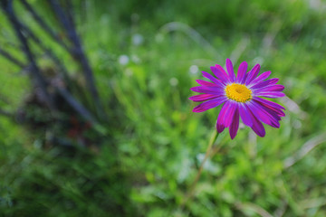 秋菊