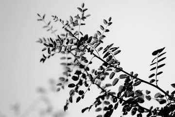 枝葉