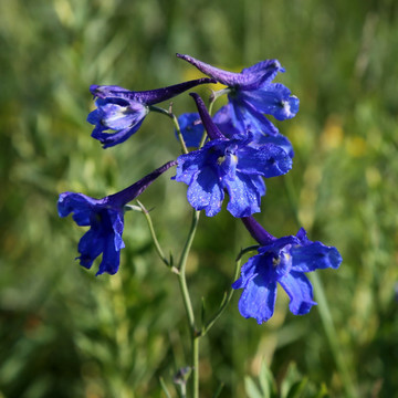 鴿子花